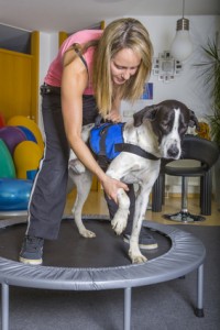 Behandlung eines kranken Hundes in der Tierphysiologie
